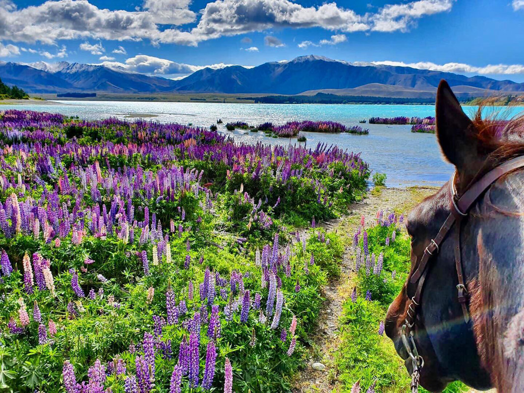 Mackenzie Alpine Horse Trekking