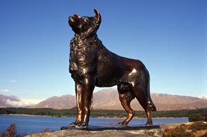 Statue to the working dog in Lake Tekapo