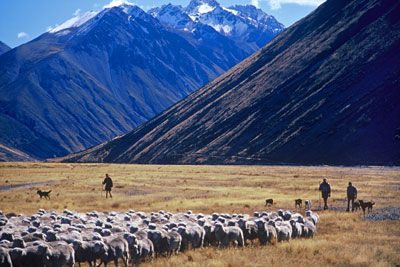 Walking a flock of Merino sheep out of the Cass Valley